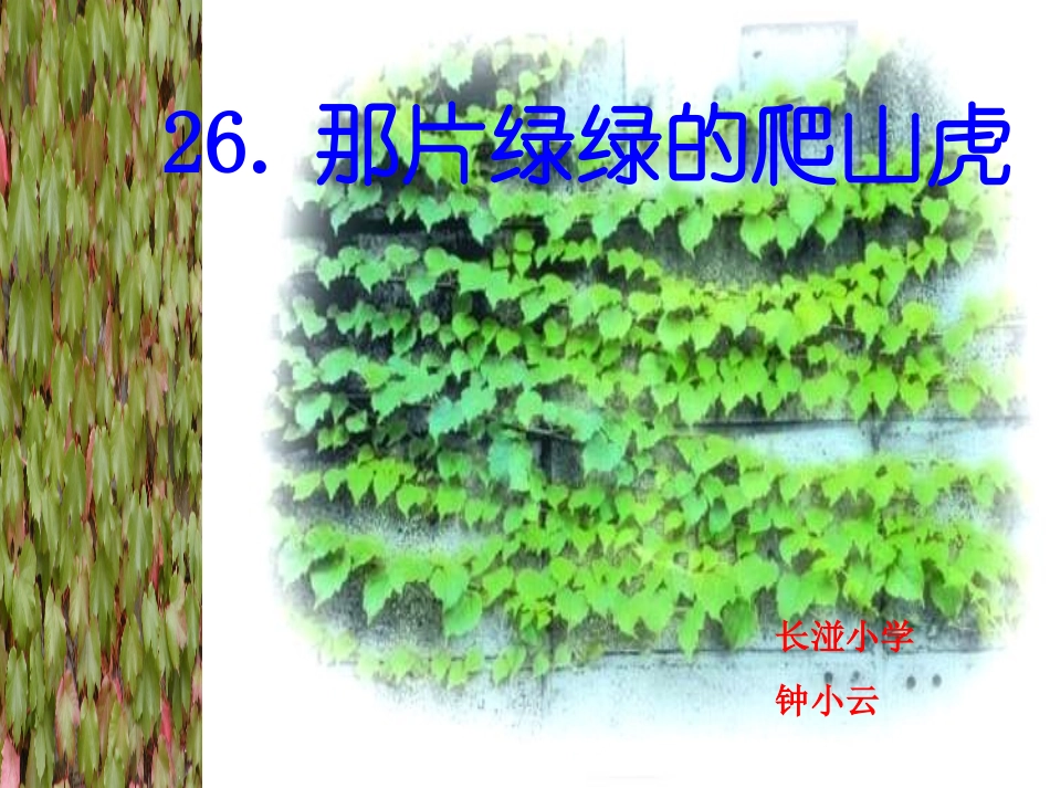 那片绿绿的爬山虎 _第1页