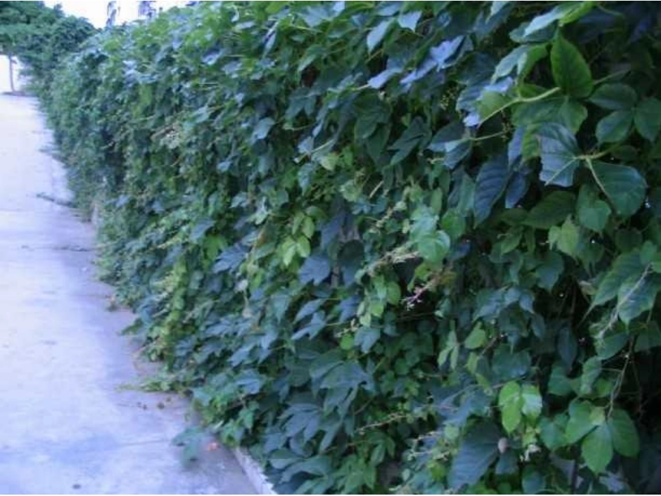 那片绿绿的爬山虎 _第3页