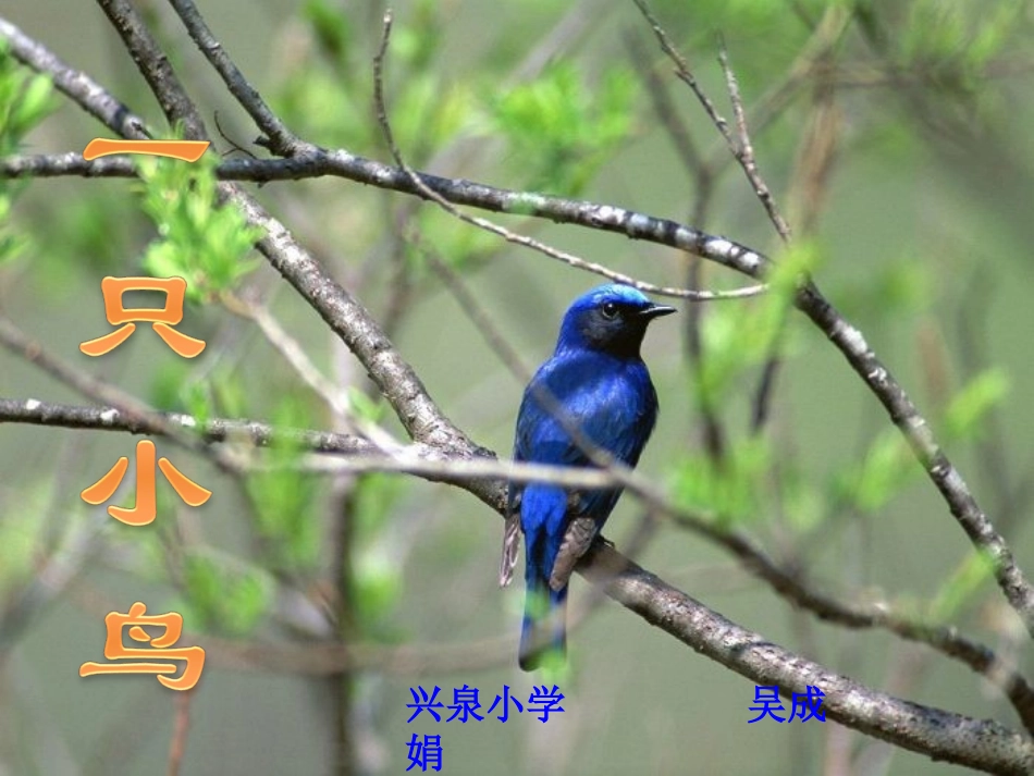 一只小鸟课件_第2页