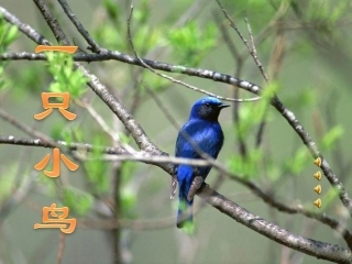 一只小鸟课件