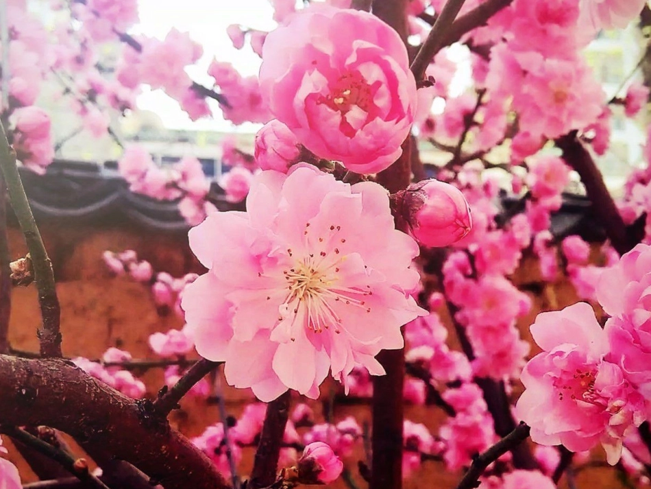 (部编)初中语文人教2011课标版七年级下册《一棵小桃树》PPT-(2)_第3页