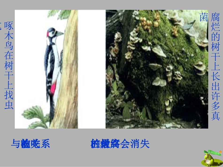 人教版七年级初一上册生物《生态系统课件PPT》_第3页