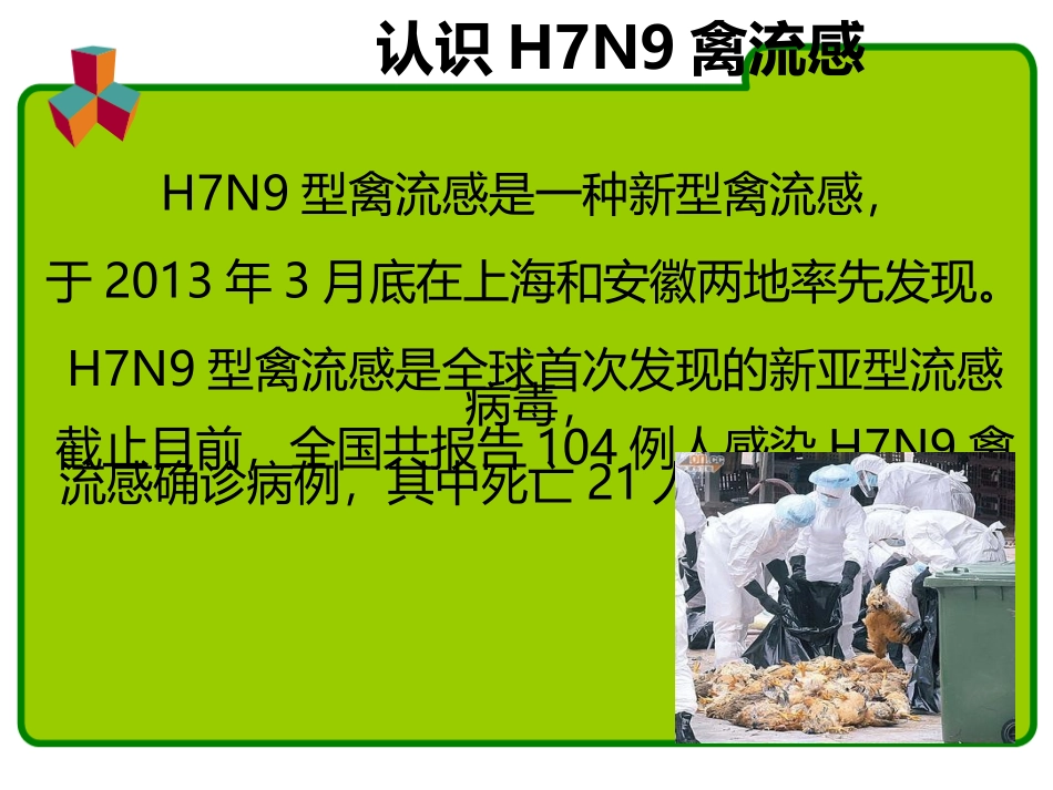 小学生主题班会：警惕新型禽流感_第3页