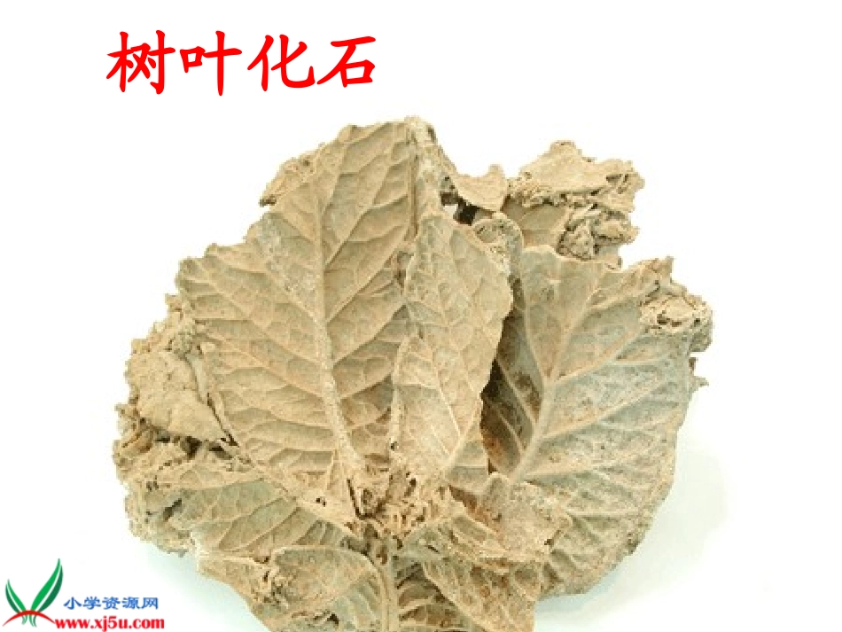 人教新课标二年级语文上册《活化石_6》PPT课件_第2页