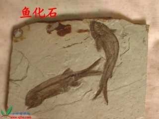 人教新课标二年级语文上册《活化石_6》PPT课件