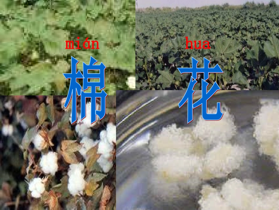 小学语文一年级课件-棉花姑娘_第2页