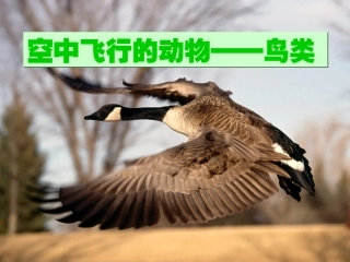 空中飞行的动物——鸟类