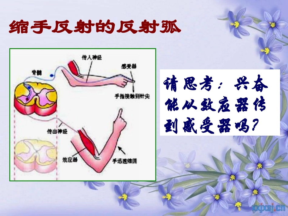 通过神经系统的调节1_第2页