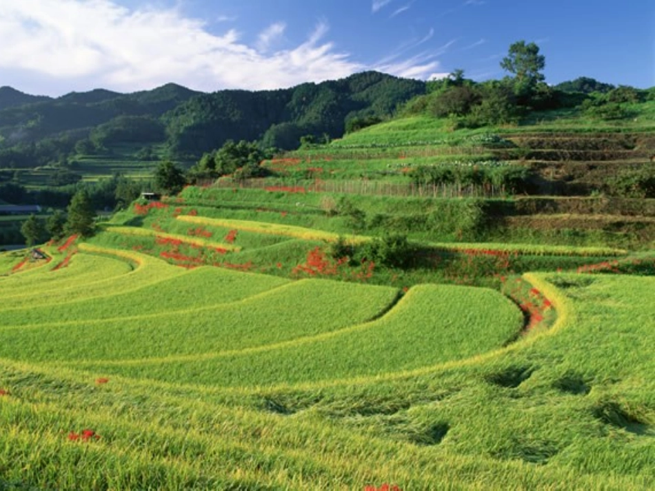 葡萄沟PPT课件_第2页