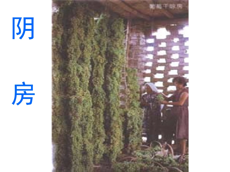 葡萄沟PPT课件_第3页