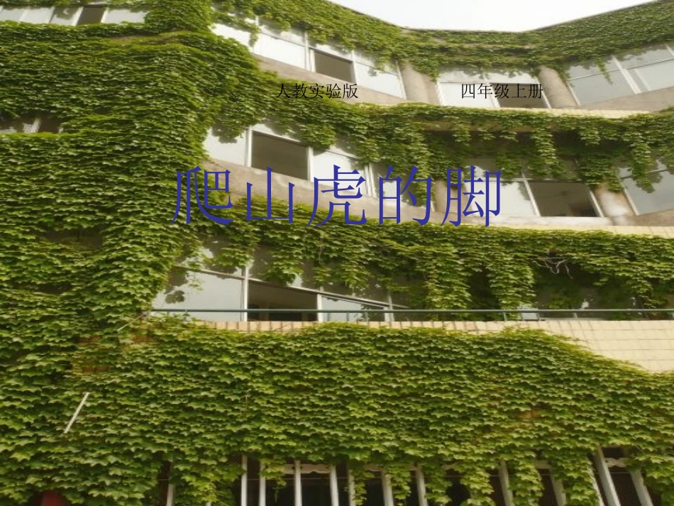 《爬山虎的脚》课件 (3)_第1页