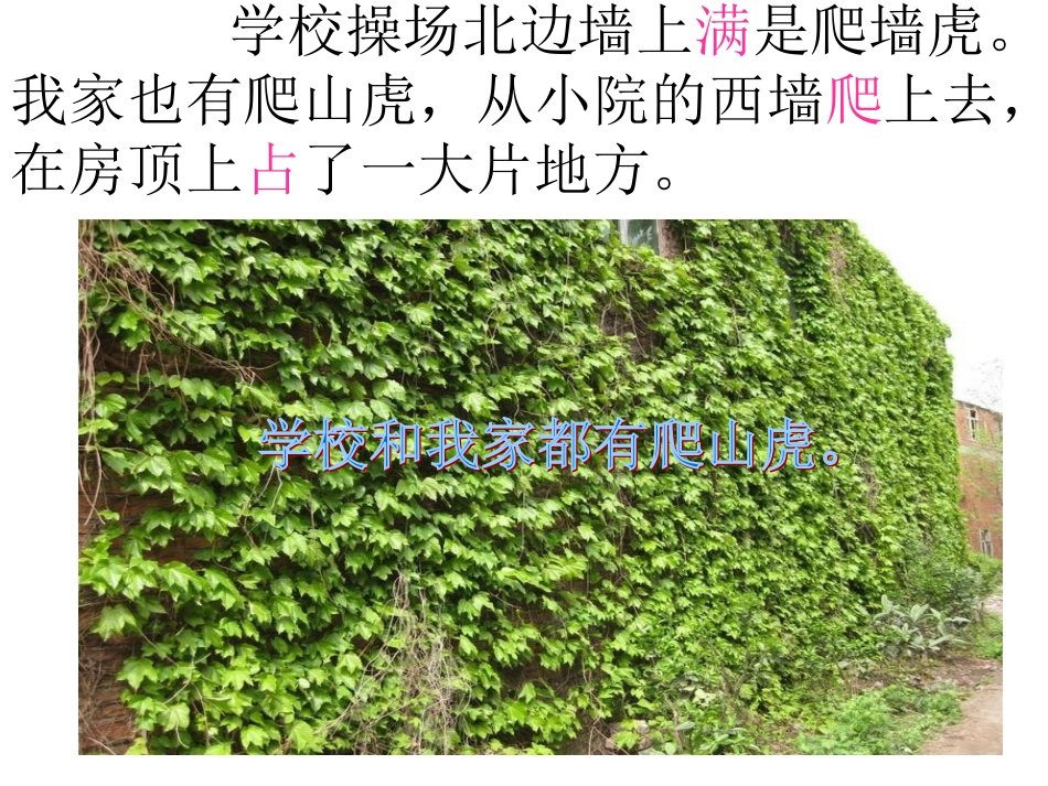 《爬山虎的脚》课件 (3)_第3页