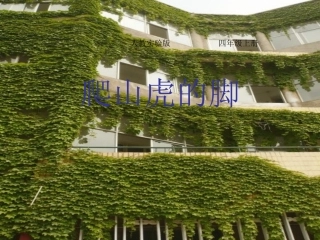 《爬山虎的脚》课件 (3)