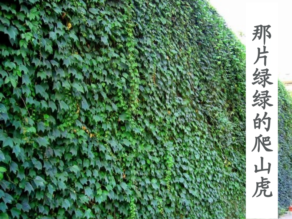 那片绿绿的爬山虎PPT_第1页