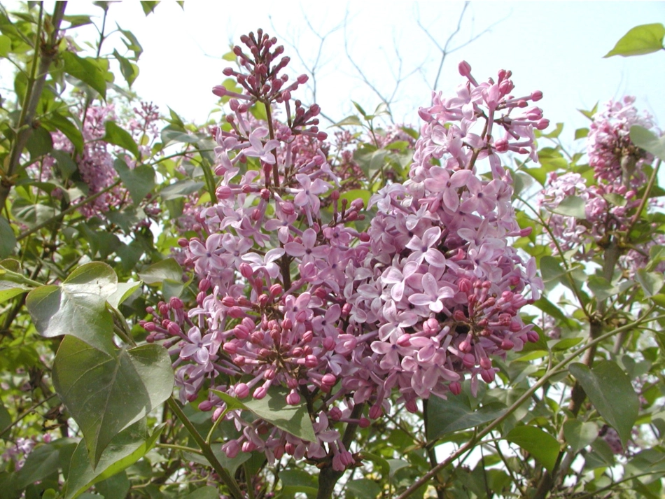 一株紫丁香 (2)_第2页