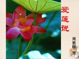 《爱莲说》微课课件