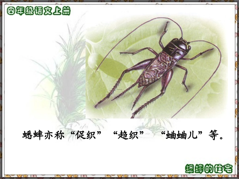 人教版四年级语文上册7.蟋蟀的住宅(精品课件)ppt_第1页
