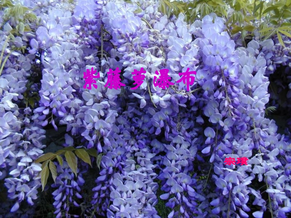16《紫藤萝瀑布》PPT课件_第2页
