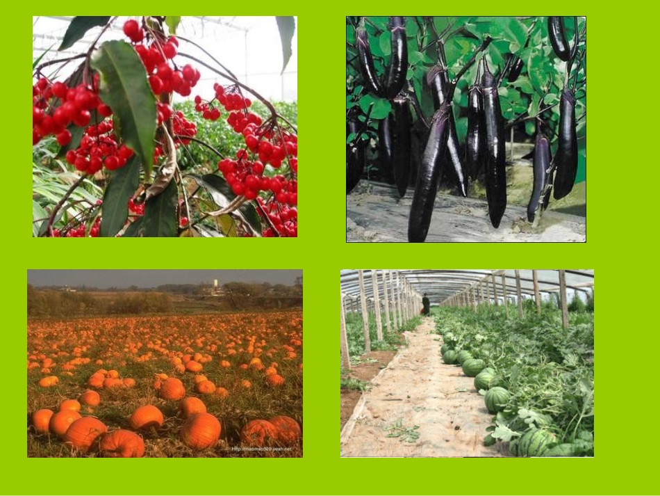 74小学一年级上册语文石榴笑了_第1页