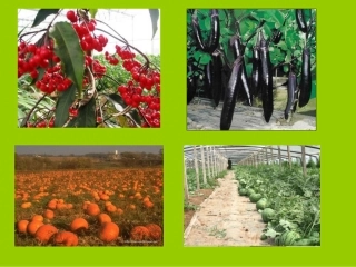 74小学一年级上册语文石榴笑了