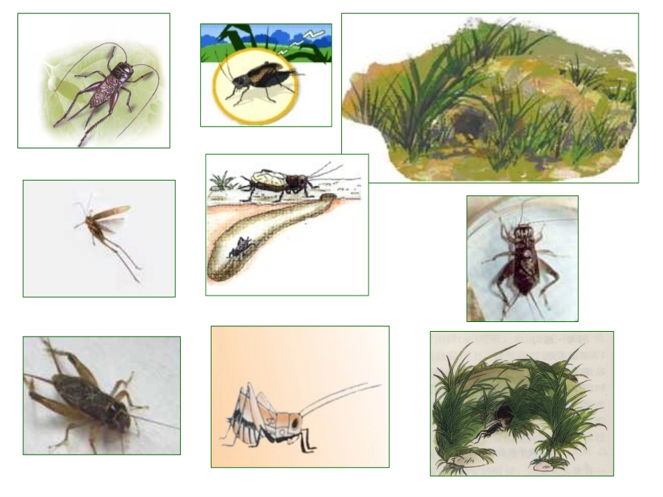四年级语文第7课_第2页
