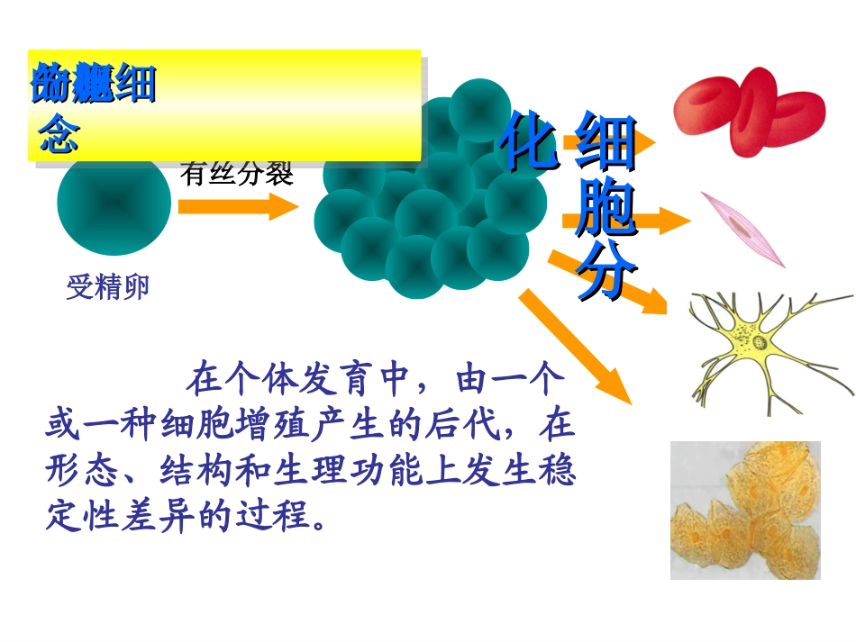 细胞的分化PPT[1]_第2页
