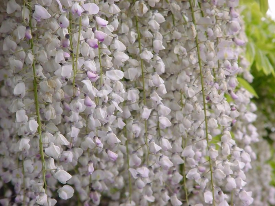 《紫藤萝瀑布》PPT课件2222_第3页