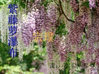 《紫藤萝瀑布》PPT课件2222