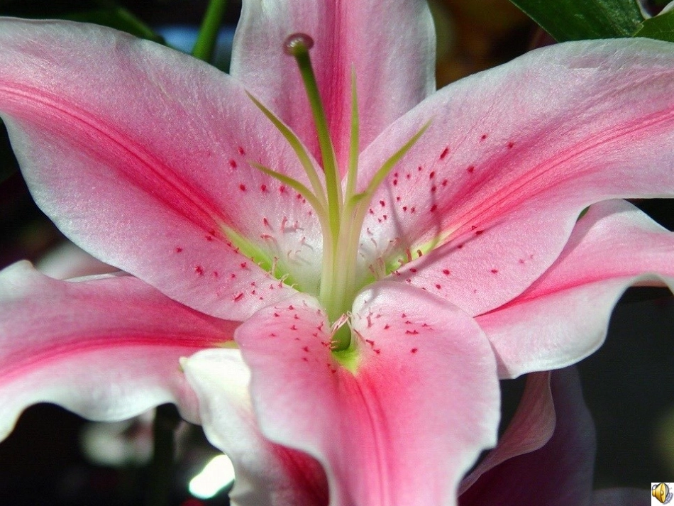 卓燕云花钟课件_第3页