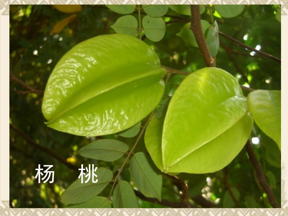 画杨桃_第二课时_第3页