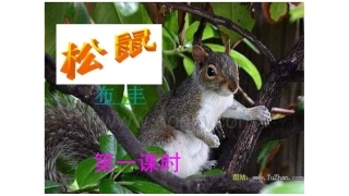 15---松鼠