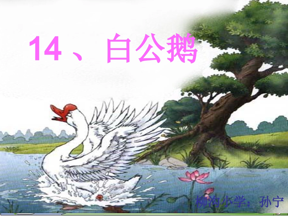 14、白公鹅_第2页