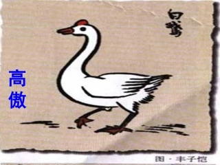 14、白公鹅
