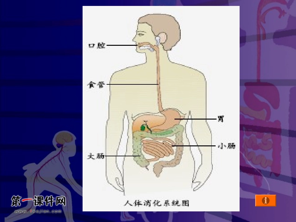 (鄂教版)三年级科学上册课件_食物的消化_1_第3页