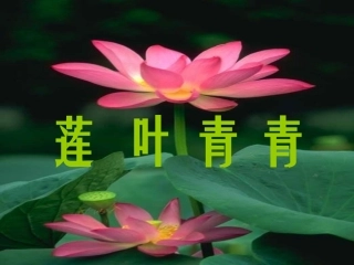 《莲叶青青》教学课件2