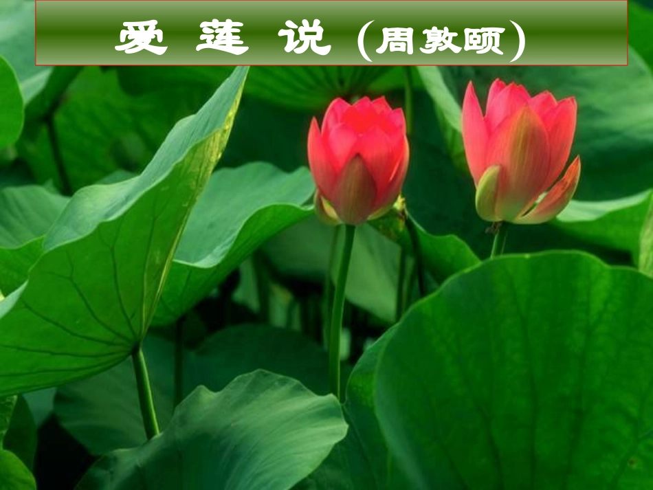 爱莲说-(7)_第1页