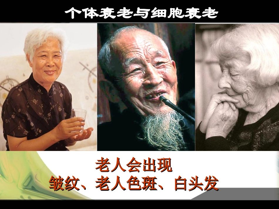 细胞的衰老和凋亡课件_第3页