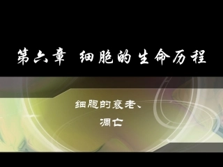 细胞的衰老和凋亡课件