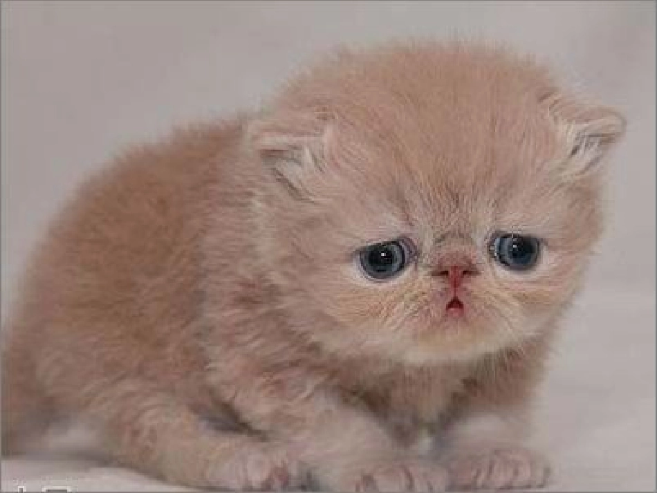 找不到快乐的波斯猫_第1页