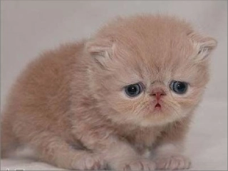 找不到快乐的波斯猫