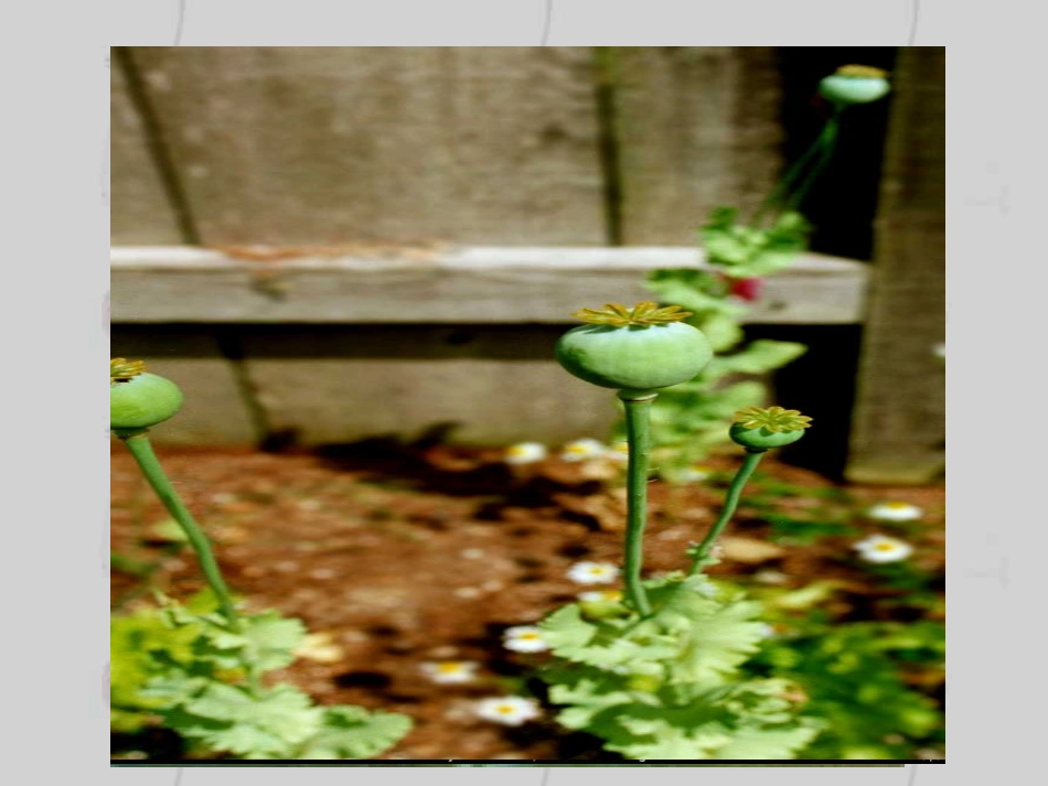 第1课鸦片战争的烽烟.PPT_第2页