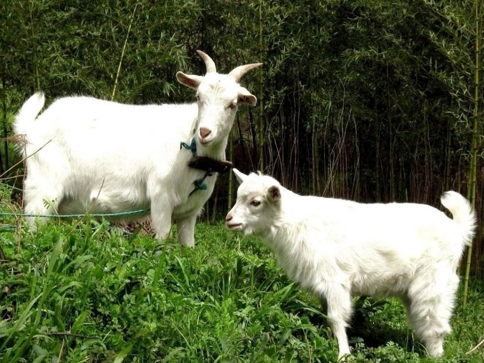 《小山羊和小熊》课件1_第3页