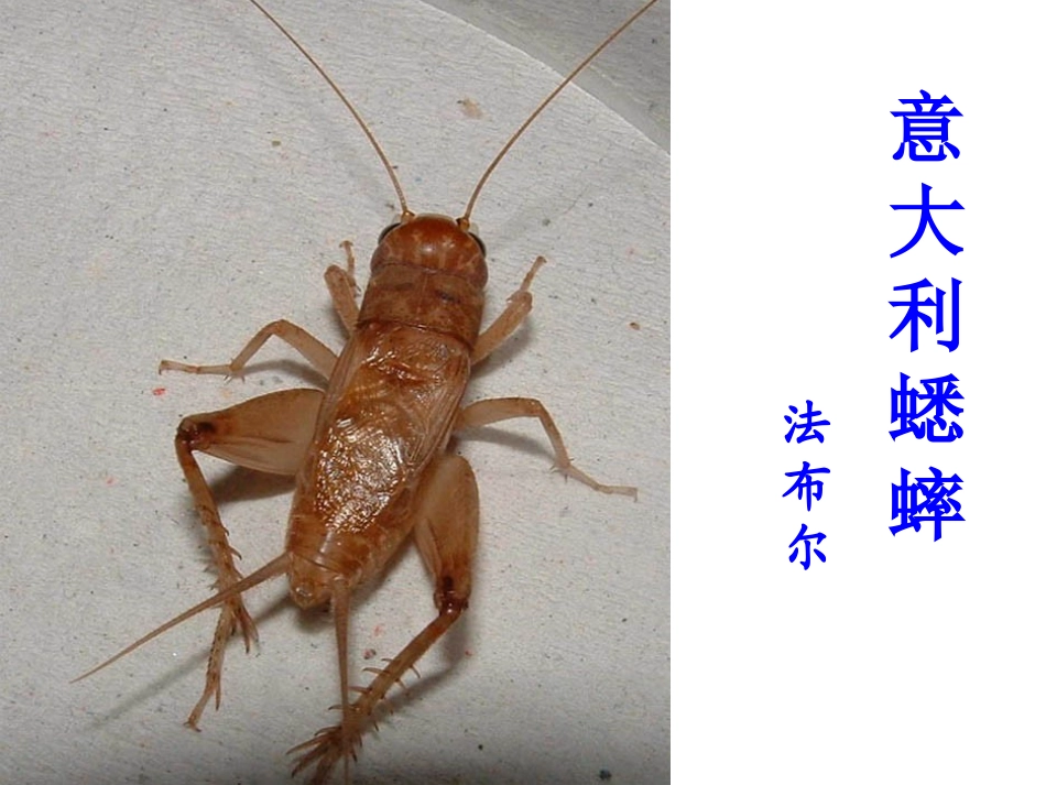 《意大利蟋蟀》课件_第2页