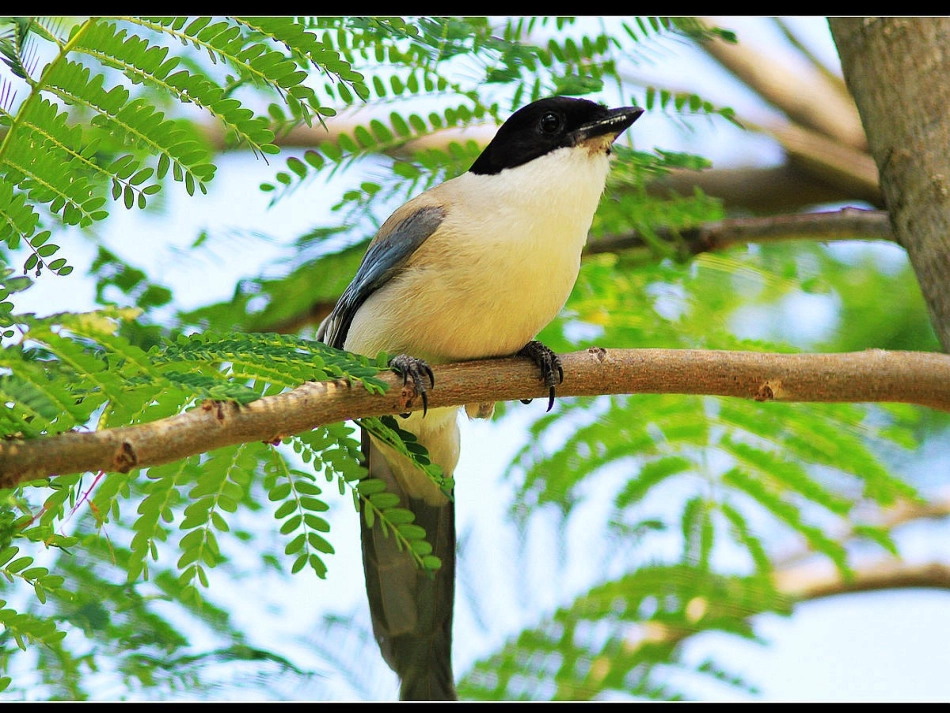 (部编)人教语文2011课标版一年级下册6树和喜鹊-(2)_第2页