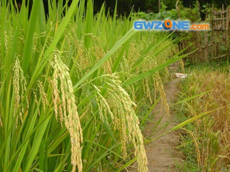 1秋天的图画课件_第2页