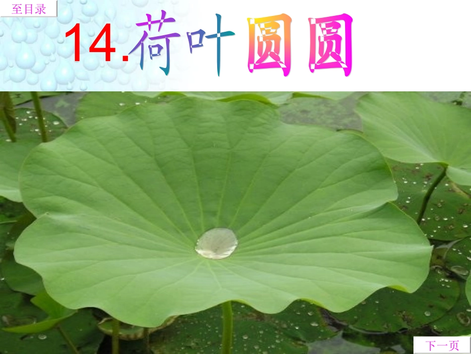 156荷叶圆圆课件_第2页
