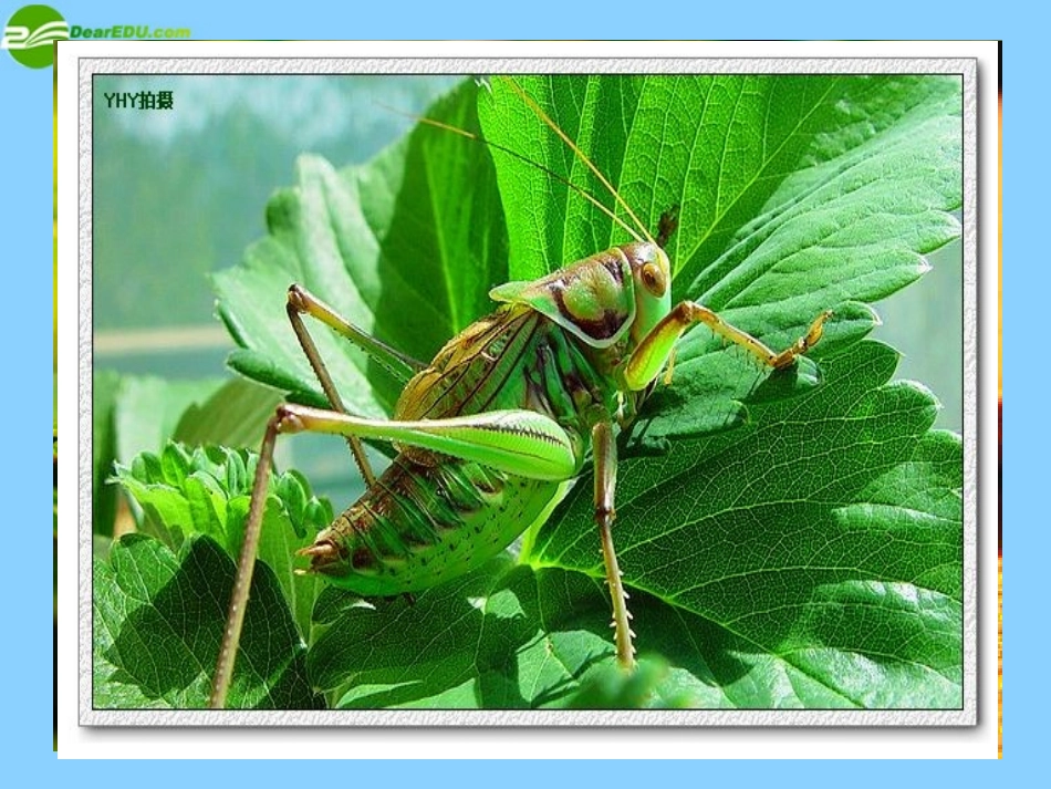 七年级语文上册《第23课绿色蝈蝈》课件（新版）新人教版_第1页