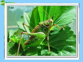 七年级语文上册《第23课绿色蝈蝈》课件（新版）新人教版