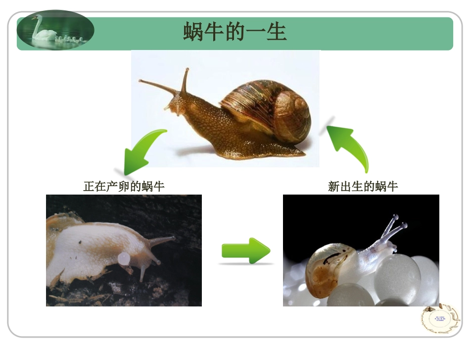 最新、蚕卵里孵出的新生命_第2页