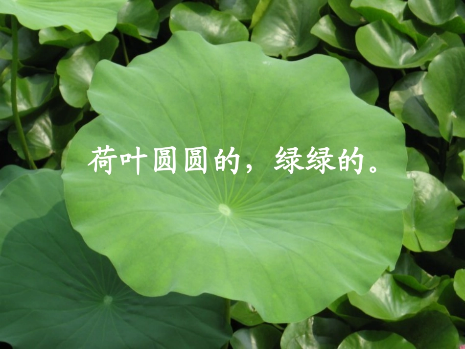 荷叶圆圆课件_第2页